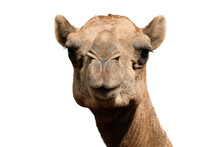 Close-up Photo Of Camel Face Isolated On White Background