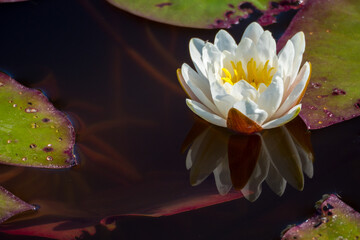 Wall Mural - Lotus flower blooming in springtime