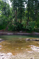 river in the woods