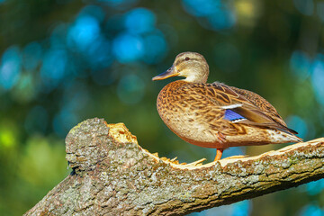 Wall Mural - Mallard (Anas platyrhynchos) standing on the shore, female wild duck