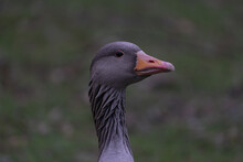 Shallow Focus Of The Head Of A Greylag Goose (Anser Anser) On Blurred Background
