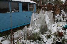 Snow Landscape Of Blue Shed And Cloth Cloche Cover Plants In Pots Growing In Ground With White Layer Of Snowfall In Winter With Bamboo Sticks On Allotment Raised Beds In Organic Country English Garden
