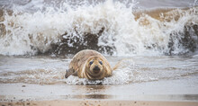 Seal Coming Ashore From The Sea