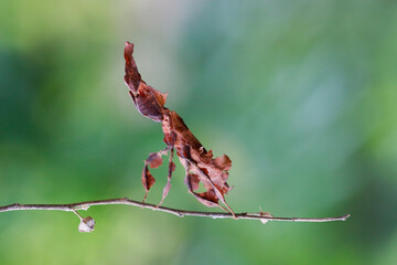 Wall Mural - a praying mantis. phyllocrania paradoxa. ghost mantis