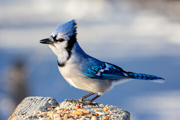 Perched Blue Jay