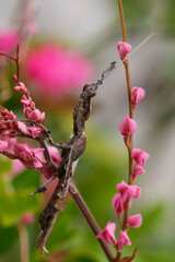 Wall Mural - a praying mantis. phyllocrania paradoxa. ghost mantis