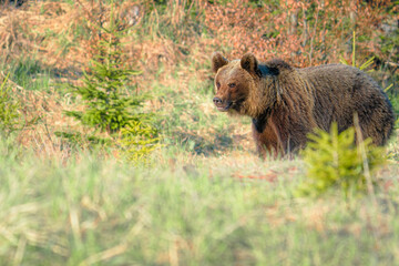 Wall Mural - Brown bear (ursus arctos) on the forest in slovak wilderness .