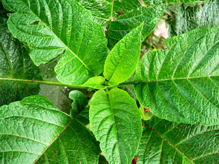 green leaves, Natural green background of green leaf