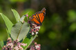 Monarch Butterfly feeding on a common milkweed flower. 