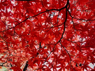 Japanese maple in autumn