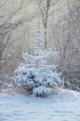 Wall Mural - Winter fresh snow covered trees
