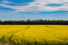 Cultivated Yellow Raps Field In Lithuania