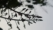 Low Angle View Of Silhouette Plant On Branch Against Sky