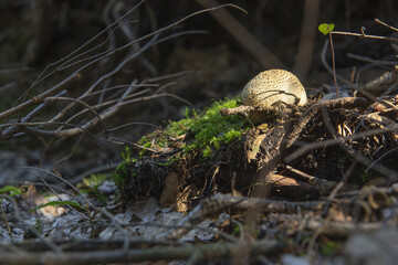 Canvas Print - Low angle shot of an old tree roots with green moss and dry branches