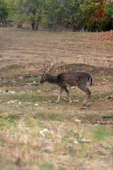 Poster - Vertical shot of a baby deer with antlers in the forest during the autumn foliage