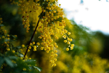 Canvas Print - Wet Wattle