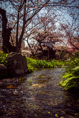 Canvas Print - Beautiful view of the sakura trees growing above the pond in Shosei en Garden in Kyoto, Japan