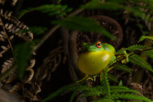 Red-eyed Tree Frog (Litoria Chloris) Calling, Demonstrating Inflated Vocal Sac. Currumbin, Queensland, Australia