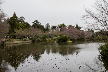 Canvas Print - Beautiful view of the sakura trees growing near the river in Ryoanji Kyoto, Japan