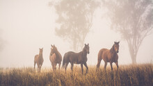 Herd Of Horses In Fog