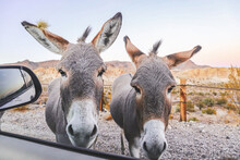 Wild Donkeys On The Road