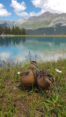 Poster - Vertical shot of ducks on the grass in front of a lake with beautiful mountains and trees