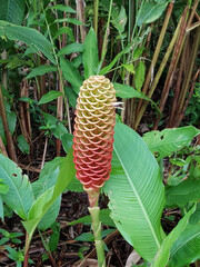 Canvas Print - Vertical shot of a ginger beautiful plant in the garden