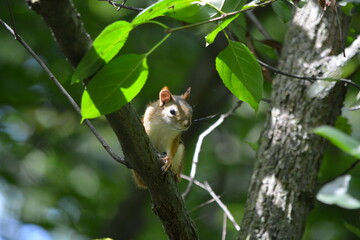 Wall Mural - squirrel on the tree