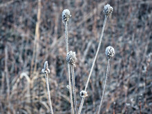 Flower Heads In The Snow: Frozen In Time, A Prairie Wildflower Covered In Morning Frost On An Early Winter Morning Close Up View