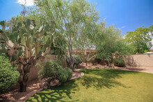 Big Cactus In The Backayrd Of A Phoenix Arizona Home