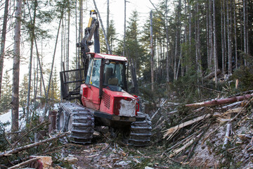 The work of heavy logging equipment in the winter taih. A forwarder, loaded with sawed wood, descends from a steep slope of a snowy mountain to eat coniferous trees.