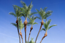 Background Of Freshly Pruned Palm Trees.