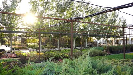 Aufkleber - Trees sway in the wind in the garden center nursery. Slow motion