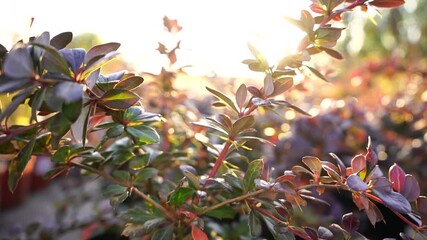 Aufkleber - The sun shines through the barberry bush in the garden center nursery. Slow motion