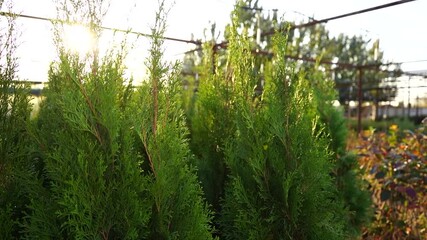 Aufkleber - Garden center with nursery. Thuja for landscape design