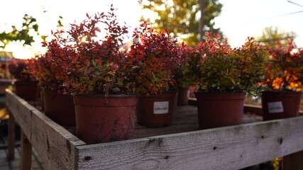 Aufkleber - The sun shines through the barberry bush in the garden center nursery. Slow motion