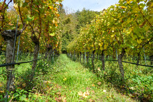 Rows Of Grapevines In A Vineyard In Yellow And Green Colors