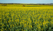 Fields of yellow canola plants in flower in the mid west Western Australia.