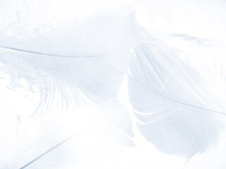 Wall Mural - Beautiful abstract black feathers on white background and soft white feather texture on white pattern, dark theme wallpaper, gray feather background, black banners