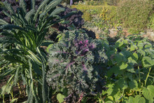 Crop Of Autumn Home Grown Organic Kale 'Candy Floss' (Brassica Oleracea 'Acephala') Growing In A Potager Garden In Rural Devon, England, UK