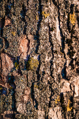 A vertical closeup shot of a tree trunk texture