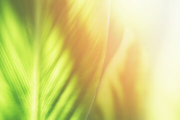 Wall Mural - green leaves in double exposure style background with light leak.