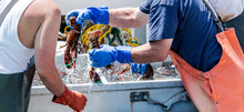 Midsection Of Man Holding Lobsters