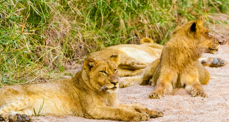 Two lions resting in their natural habitat