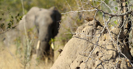 Poster - Shot of African mongooses on a rocky stone under tree branches