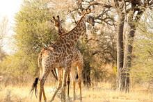 Shot Of Two Cute And Tall Giraffes On Safari In South Africa