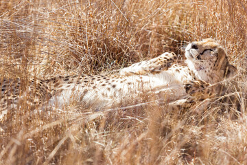 Canvas Print - Closeup shot of a cute sleeping  cheetah  enjoying the sun on safari