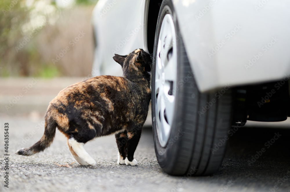 Calico Cat Rubbing Its Scent On A Car - obrazy, fototapety, plakaty 