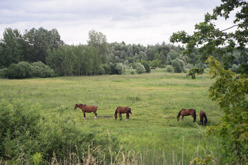 Four brown horses in a green countryside