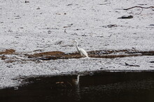 雪原の中に立つ白鷺
